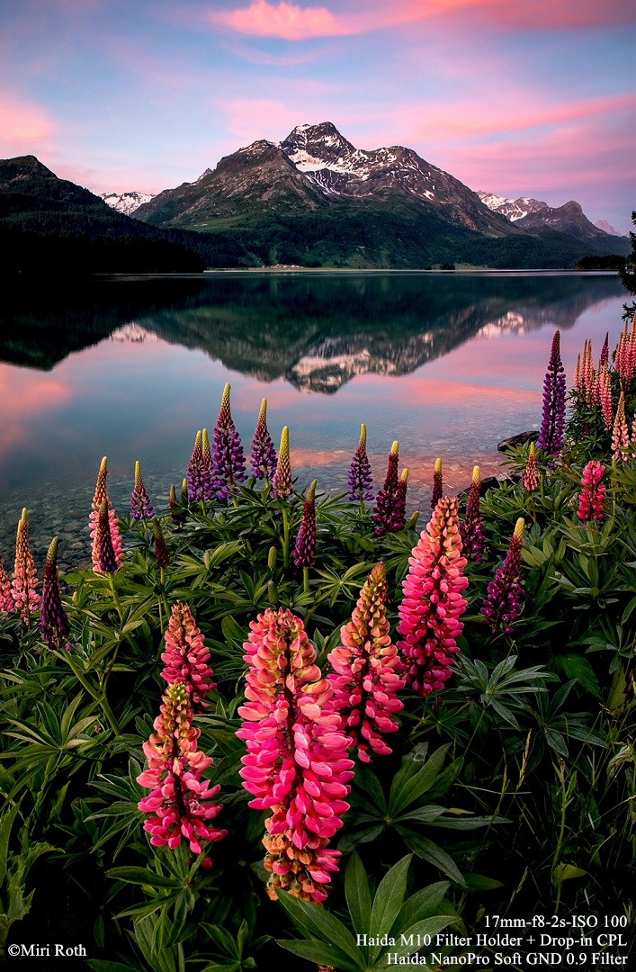 Sils Sunrise Lupines Engadin_副本.jpg